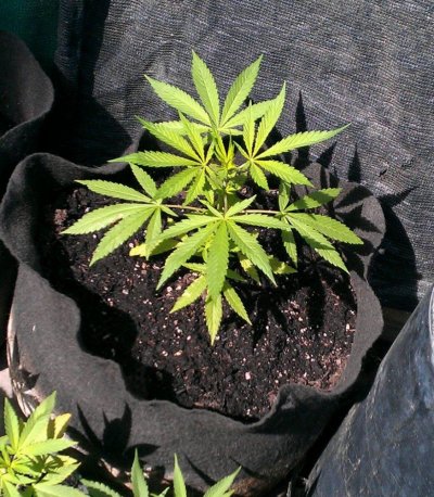Purple Heart female
