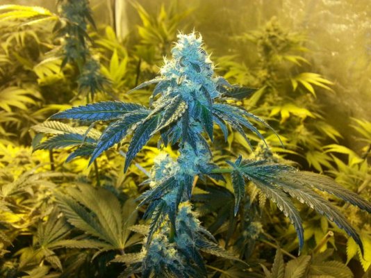 Girl Scout Cookies & Friends