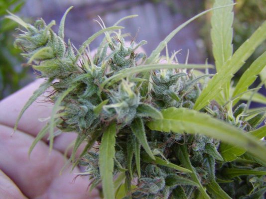 Durban sativa close.2.JPG