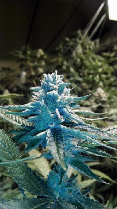 The Alien Rock Candy Thread by Alien Genetics