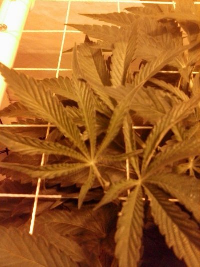 Reserva Privada OG KUSH