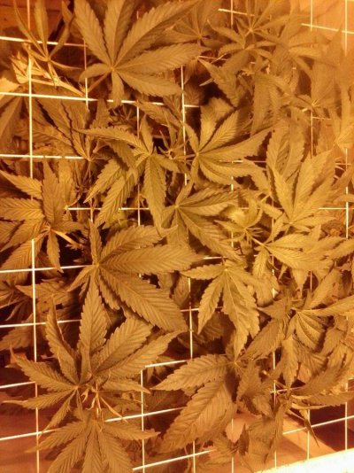 Reserva Privada OG KUSH