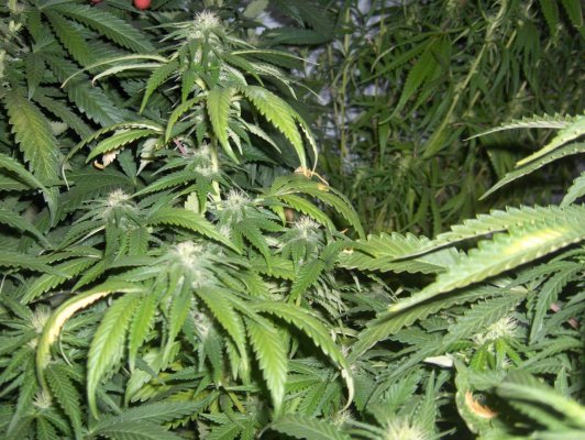 Bubba BX1 day 23.jpg