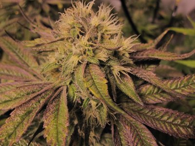 strawberry-deep-chunck.jpg