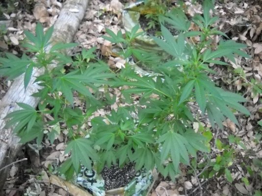 my outdoor soil bag grow