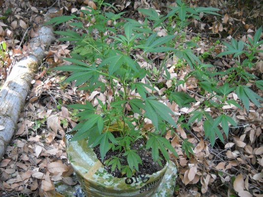 my outdoor soil bag grow