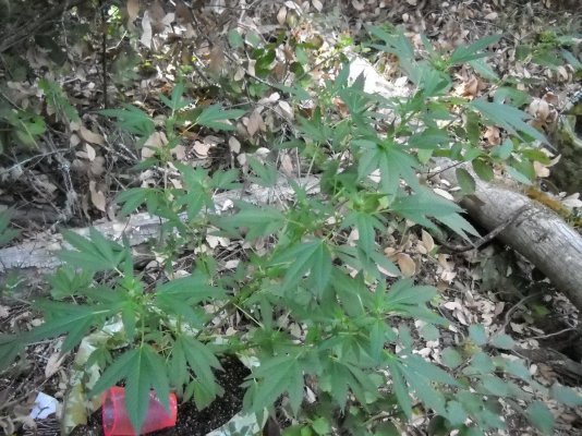 my outdoor soil bag grow