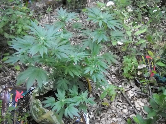 my-outdoor-soil-bag-grow-6.jpg