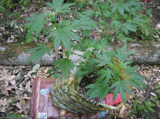 my-outdoor-soil-bag-grow-10.jpg
