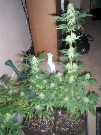 led/hps grow-mixed strains