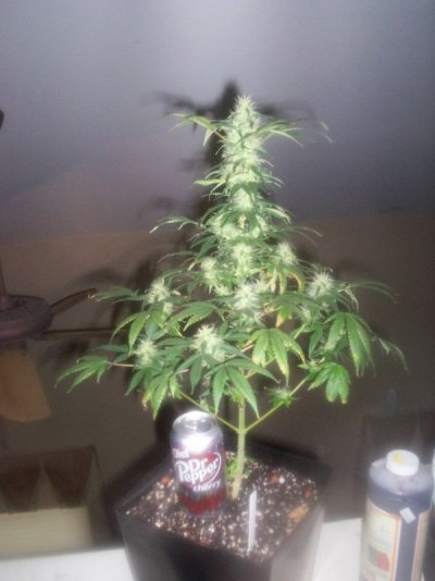 led/hps grow-mixed strains