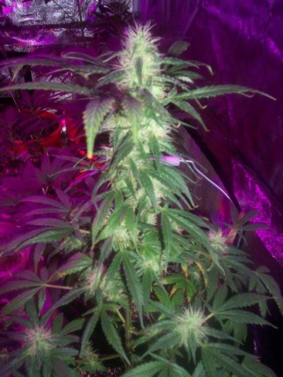 led/hps grow-mixed strains