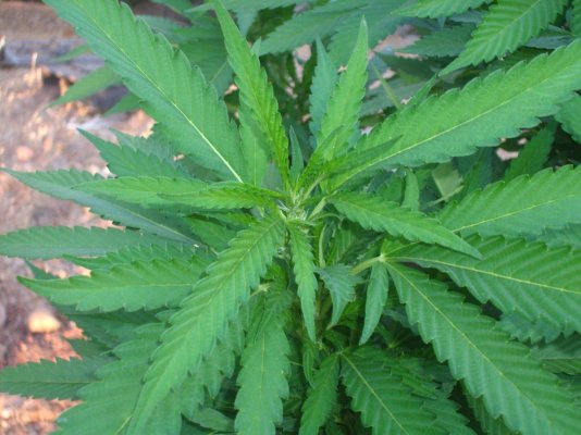 RoyalKush (4).JPG
