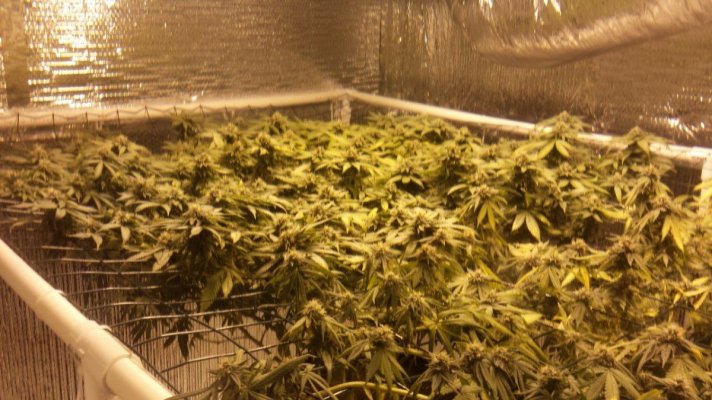 Michigan... Strains, pics, and whatever!