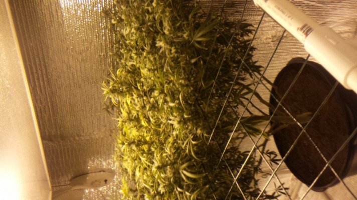 Michigan... Strains, pics, and whatever!