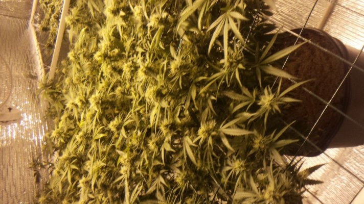 Michigan... Strains, pics, and whatever!