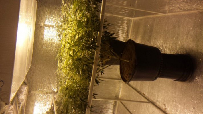 Michigan... Strains, pics, and whatever!
