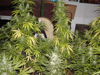 420.11.JPG