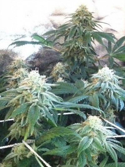 DECAP - Anyone have frostier nugs than this???