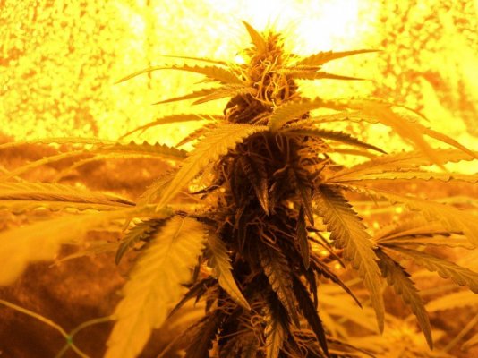 buds-look-small--4-weeks-of-bloom-help-please-3-4.jpg