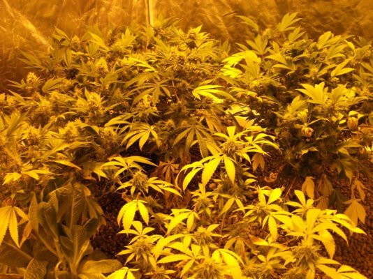 Pharm'N With Hemp
