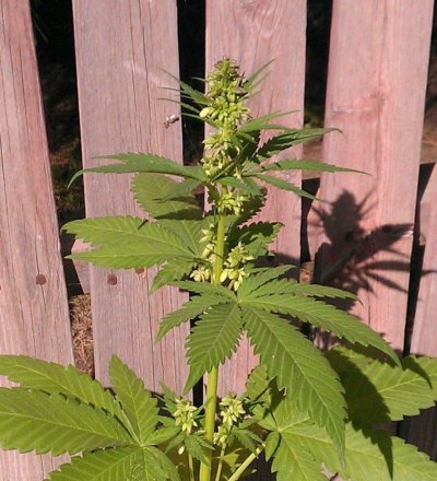 Sour Bubble male