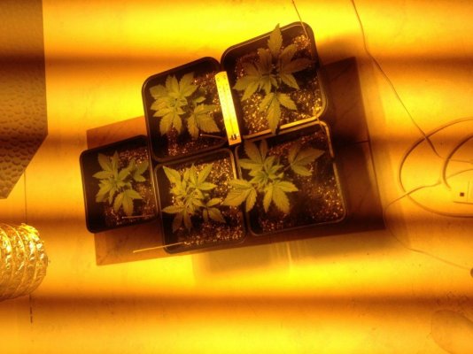 New grower and new to the site