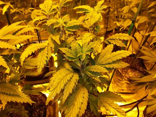 Girl Scout Cookies & Friends
