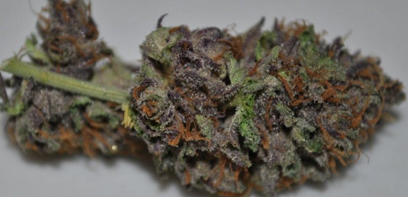 BOG SOUR BUBBLE DRIED 3.jpg
