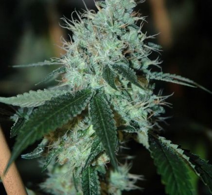 Loompa Headband aka Underdawg OG   Whats real, whats not