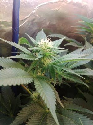 blue widow. main-line