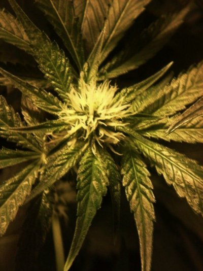 Reserva Privada OG KUSH