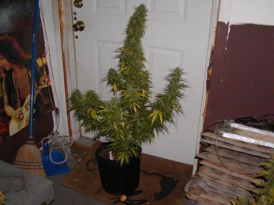 skunkpiss#4.JPG
