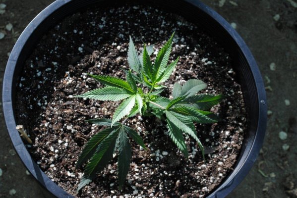 My very exciting first grow.