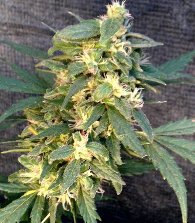 AG x GO 54 days