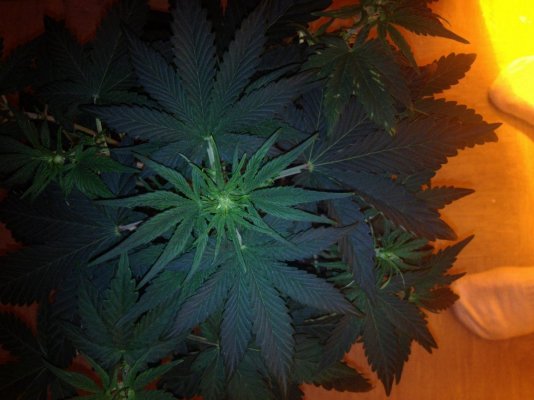bud-sights-popping.jpg