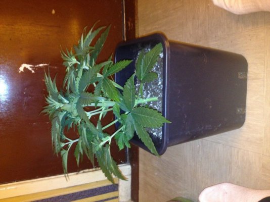 image.jpg
