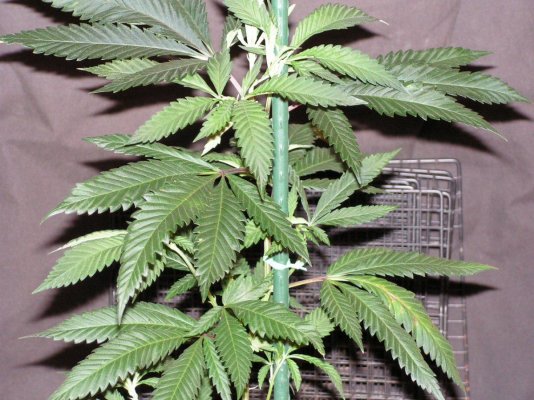 FPOG F2 (Fruity Pebbels OG)