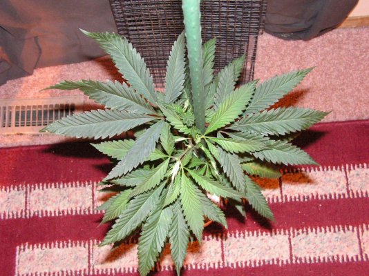 FPOG F2 (Fruity Pebbels OG)