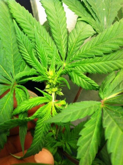 The Pollen Chuckers Club! Homemade Crosses only...