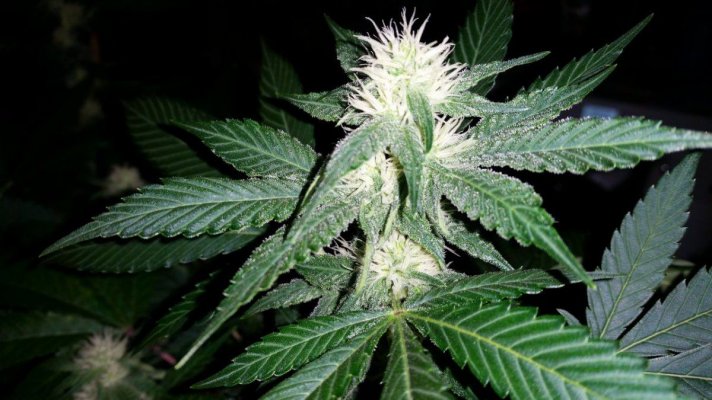 connoisseur-genetics-grandoggy-purps-4.jpg