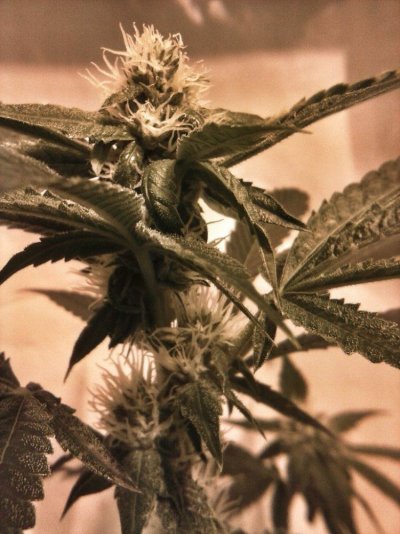 Reserva Privada OG KUSH