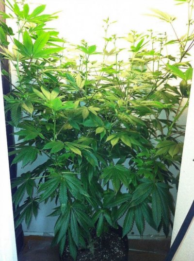 Fire Alien Kush male