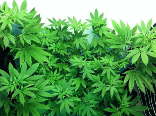 Fire Alien Kush male