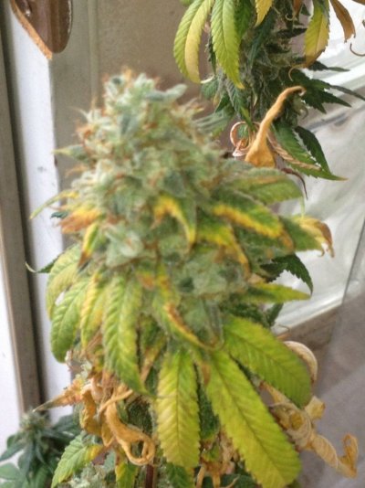 Peeking into BakedReality's Garden!