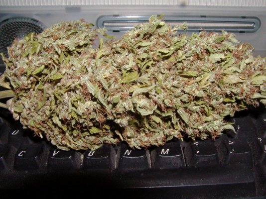pineapple Sk:sd:og mac.1.JPG