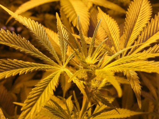 LemonKush_F2.JPG