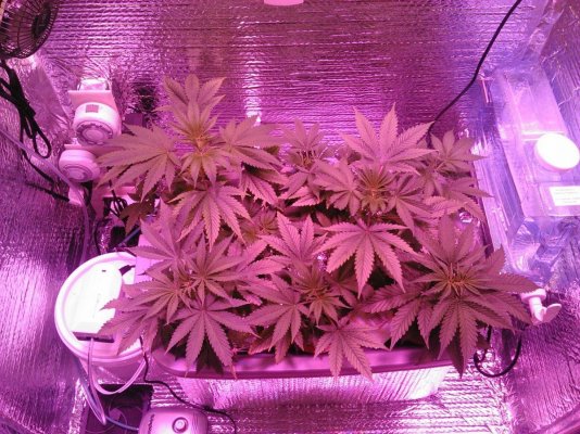 Fruit Punch, Blue Cheese LED cabinet Grow, Pioneering the future! UPDATE