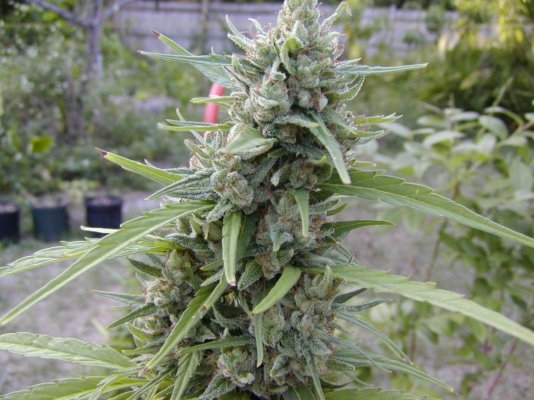 mystery sativa top.JPG