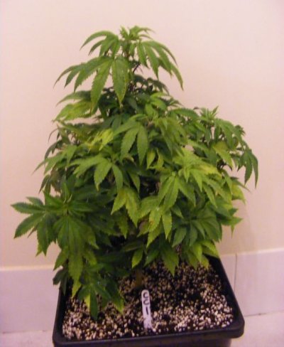 sweet seeds SAD S1 and CREAM CARAMEL in coco perlite